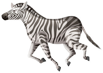 Wild zebra running on white background © blueringmedia