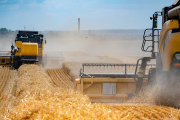 Yellow combines harvest wheat. Field with straw and dust from combine mowers. Back view.