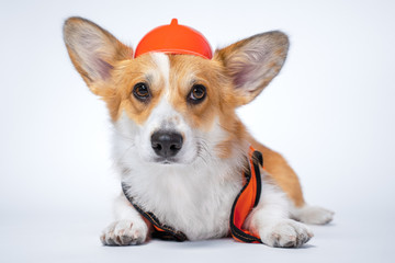 Cute red and white corgi lays on the floor, wearing bright orange safety construction helmet  on white background.Guest worker