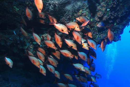 Shoal of Humpback red snappers