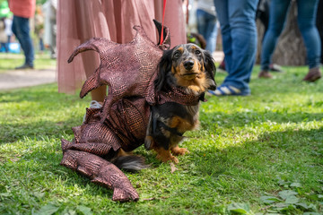 Portrait dog of the Dachshund breed in a red dragon costume in the park at a parade festival...