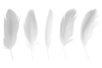 Beautiful collection sketching white feather isolated on white background