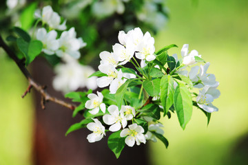 Blossoming trees in spring season	