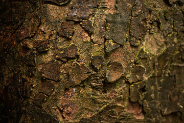 Knobbly textured Tree Bark