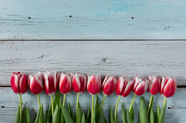 Wooden blue background with red tulips. Beautiful spring background with copy space.