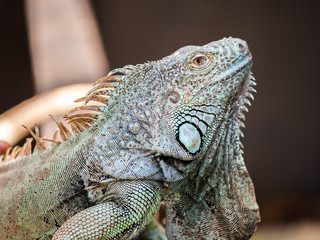 A male green iguana or american iguana with spines and dewlap a large neck bag