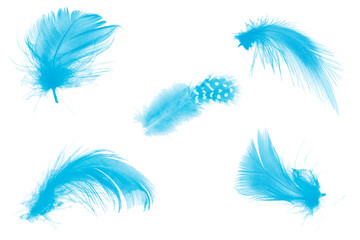 Beautiful collection blue feather isolated on white background