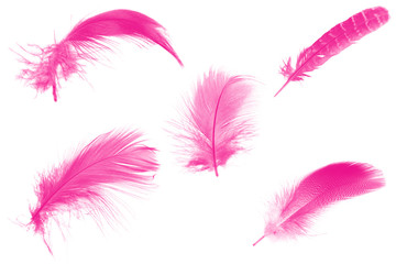 Beautiful collection pink magenta feather isolated on white background