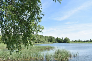 landscape with lake and trees