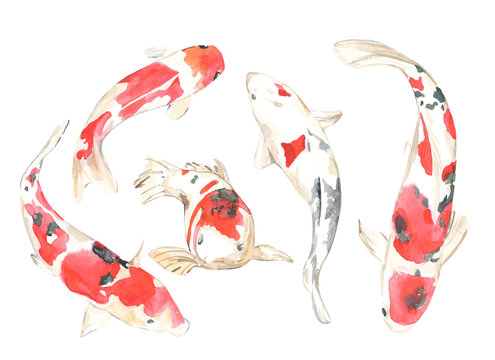 Watercolor set illustration koi carp isolated on the white background. Hand drawn traditional Japanese red fish, water animals.