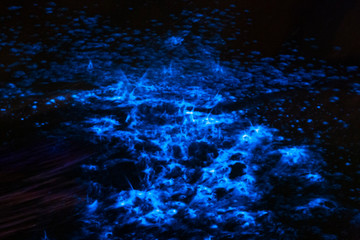 Bioluminescence sea sparkle in ocean tide