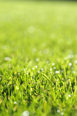 Saftig und frisch grüner Rasen Nahaufnahme mit Bokeh und schönen Lichtreflexionen