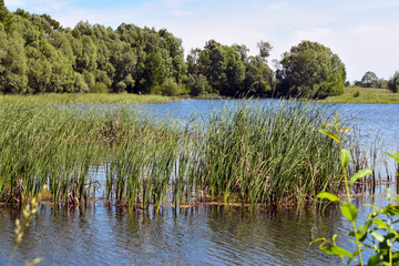 lake in forest