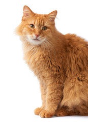 portrait of an adult fluffy red cat, the animal sits sideways and looks at the camera