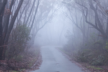 Foggy morning in the Blue Mountains