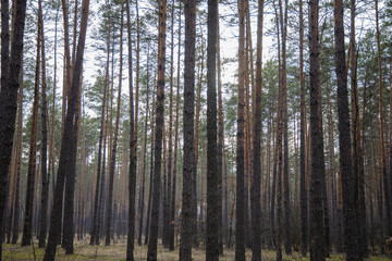 Pine forest in early spring