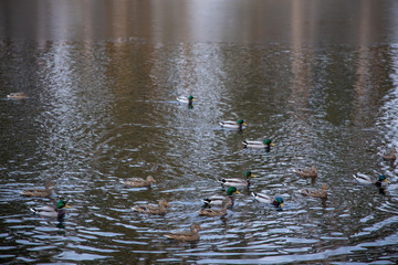 Ducks swim in the lake.