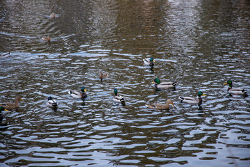 Ducks swim in the lake.