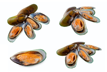 New Zealand Mussel boiled set on a white background