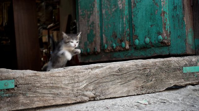 Small cat jumping from inside of antique wooden door