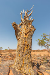 dead quiver tree