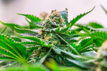 HDR close up shot of a cannabis plant blossom