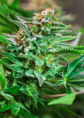 HDR close up shot of a cannabis plant blossom