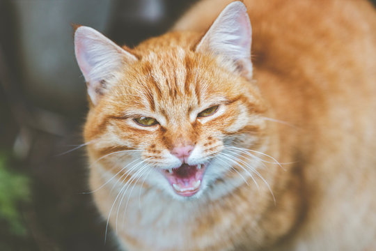 Portrait of a street homeless red cat with funny expression sitting and looking at camera in old european city