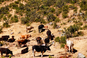 Naklejka na ściany i meble High country cows in desert 