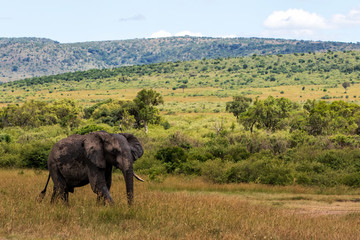 Elephant bull walking in the Masai Mara Game Reserve in Kenya