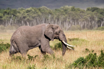Naklejka na ściany i meble Elephant bull walking in the Masai Mara Game Reserve in Kenya