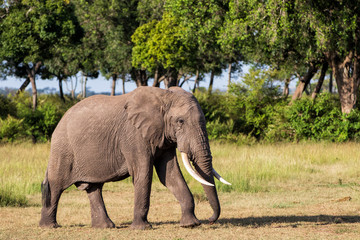 Fototapeta premium Elephant bull walking in the Masai Mara Game Reserve in Kenya