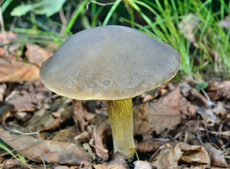 Edible mushroom (Retiboletus griseus, Boletus griseus) 4