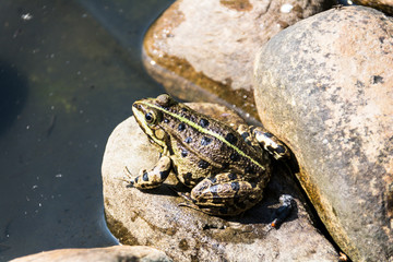 Frosch am Teich
