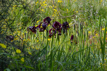 Fototapeta na wymiar Purple iris flowers and buds in the grass in sun light