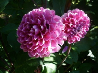 pink flower in the garden