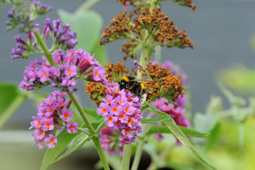 Hummel an Sommerflieder