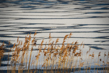 Dry yellow reeds lit by sunlight with frozen surface of river in background. Abstract texture of ice