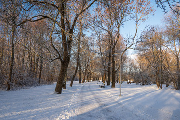 Footpath in park among old trees covered by fresh snow on sunny winter days. Long shadows of trees falling on snowy ground