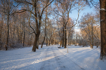 Alley in park among old trees covered by fresh snow on sunny winter days. Long shadows of trees falling on snowy ground