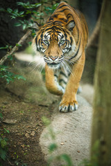 Closeup of a Siberian tiger also know as Amur tiger (Panthera tigris altaica), the largest living cat