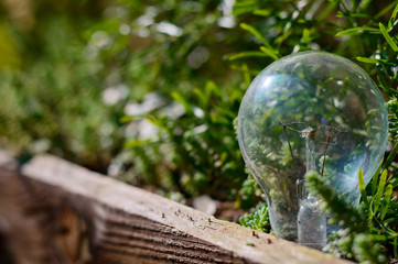 foco entre arbustos durante el dia