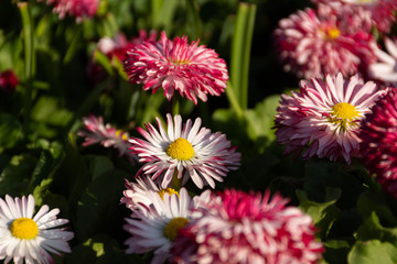 Perennial plant spring flower Daisy (Bellis) close-up