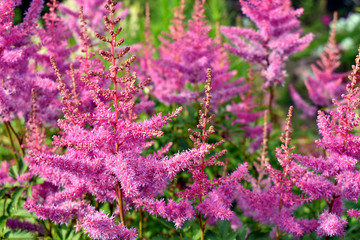 flowers in the garden