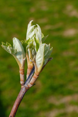 Sprießende Blätter eines Lindenbaums