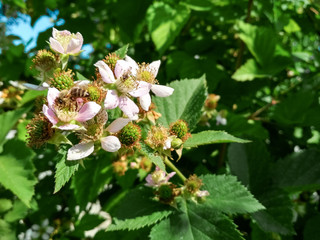 Berry background. Close up of Blackberry flowering bush. Unripe blackberries on the bush with selective focus.