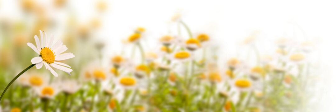 Daisy field on white background, panoramic spring web banner © Delphotostock