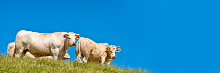 Panorama of white cows on a hill, blue sky background