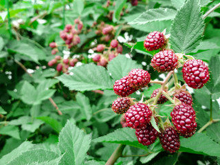 Berry background. Close up of ripe blackberry. Ripe and unripe blackberries on the bush with. Selective focus.