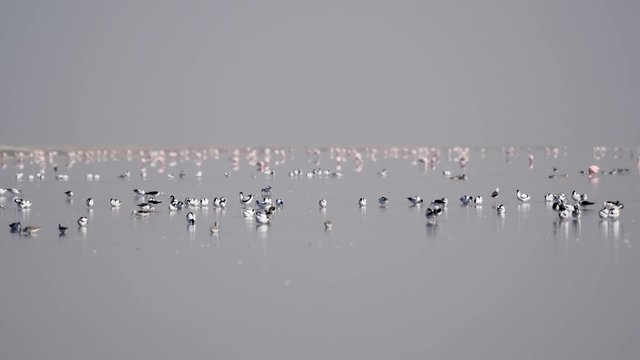 Bird Sanctuary, Walvis Bay, Namibia